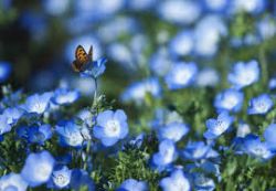 Цветок Голубые Лепестки и Бабочка